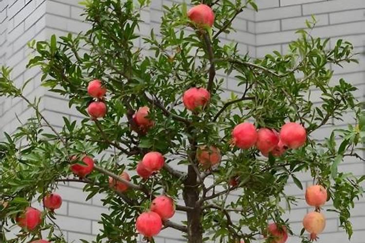 石榴树什么时候施肥