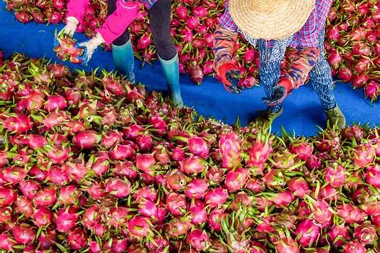 火龙果要放什么肥料