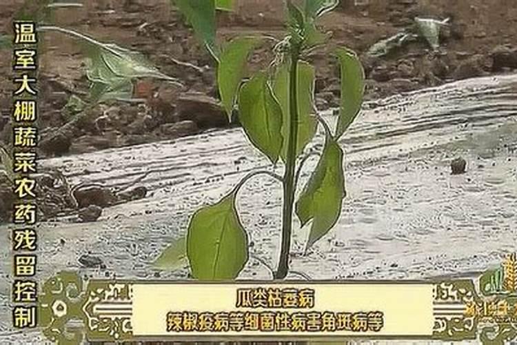 氮肥过多对水稻有什么危害