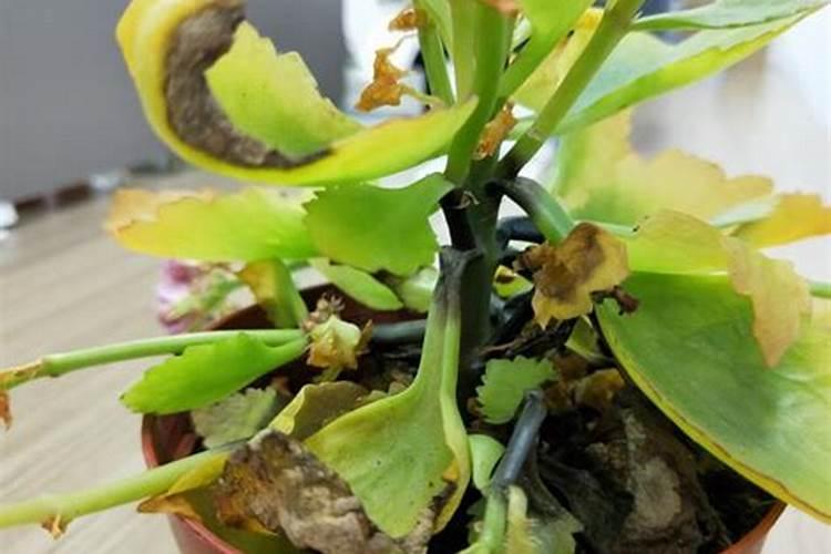 有机肥正确发酵方法