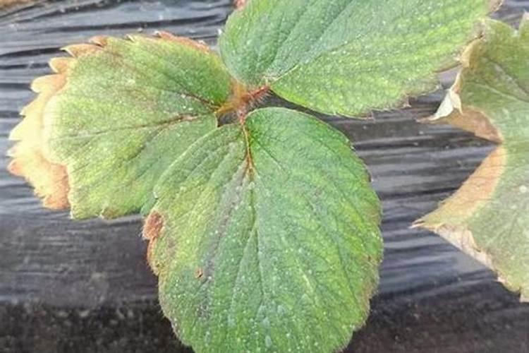 久久草莓钙肥要上多了会怎样？