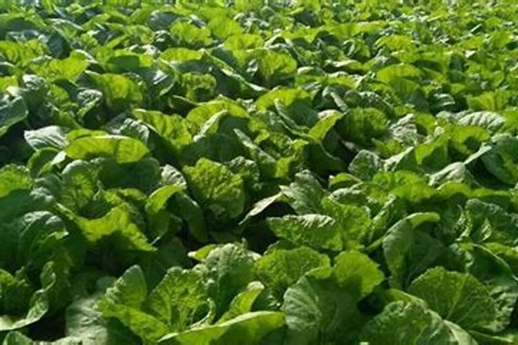大白菜追肥用什么肥料好