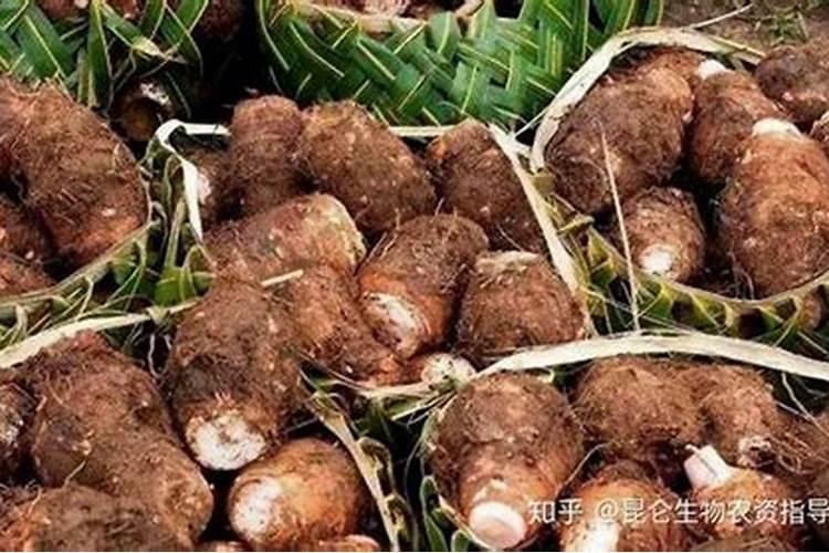 东北野生山芋头种植技术