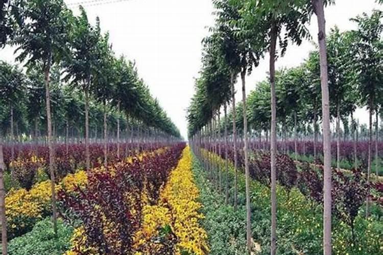 红薯发芽之后可以直接种在地里面吗