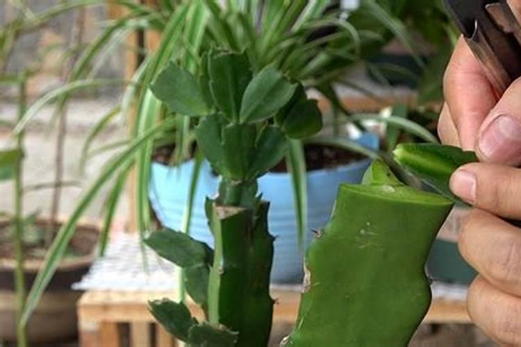 水溶肥灌根的注意事项