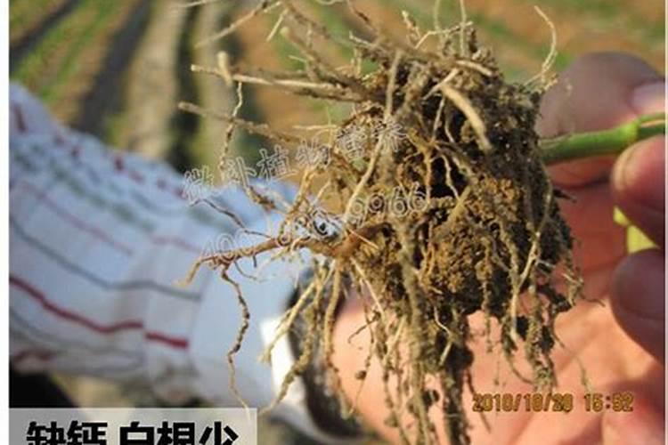 西瓜用哪种水溶肥效果好,怎么让西瓜膨大增甜