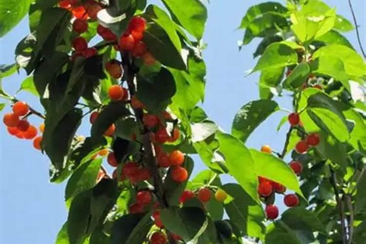 樱桃树春天施肥有啥讲究吗？罗布泊的产品适合什么时候用？