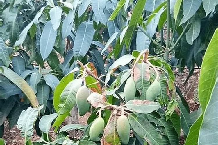 芒果修剪好以后施什么肥料好