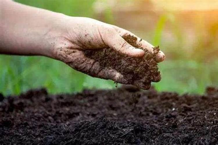 碱性土地用什么化肥