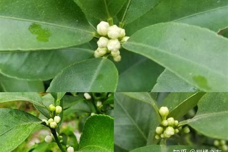 柑橘应该如何施用叶面肥？