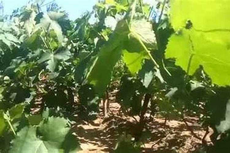 葡萄种植不同时期如何追肥 施肥注意事项