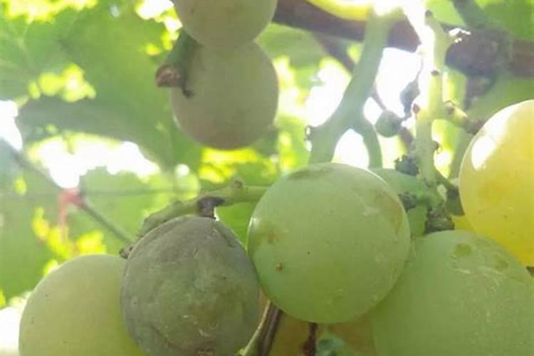 葡萄科学补钙提高果实品质,如何科学补钙？