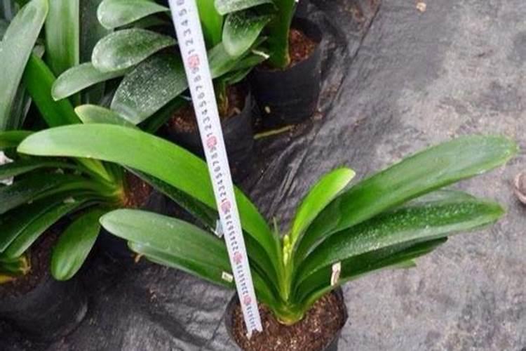 君子兰如何养护比较轻松