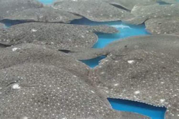 鱼塘水质发臭变黑是什么问题？如何处理