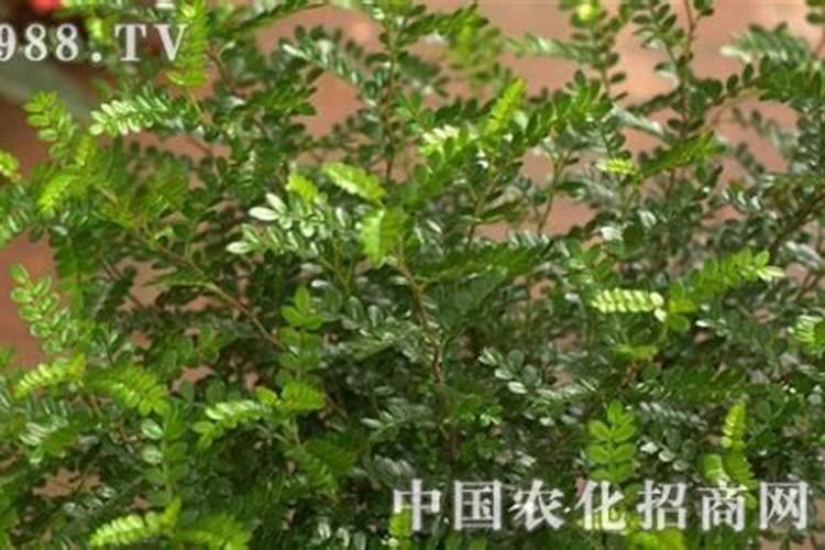 胡椒木如何施肥