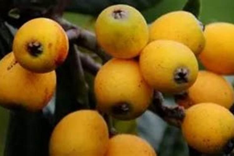 枇杷树釆完果后每颗树施多少要素,和磷肥？