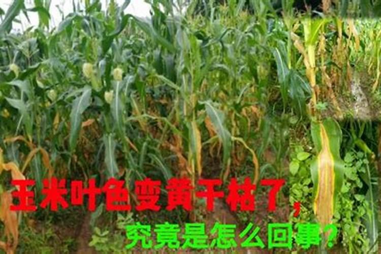 玉米缺氮要怎样防治？