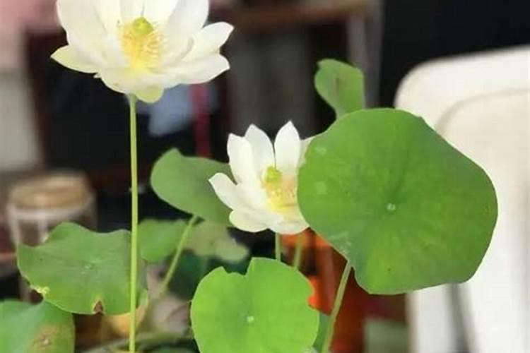 荷花叶子发黄怎么办