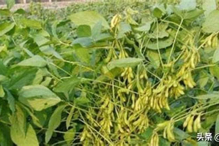 用大豆做底肥的使用方法