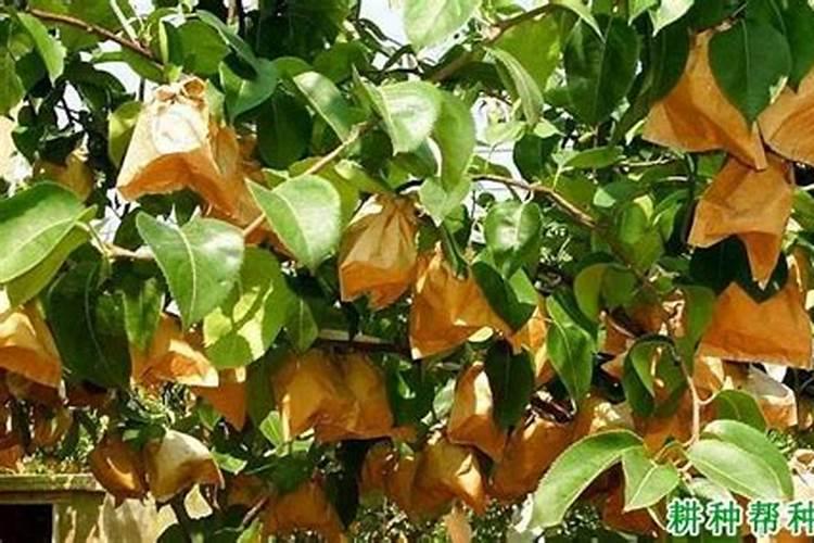 梨树打什么药果子白漂亮