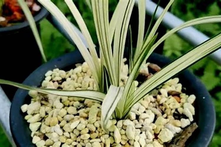 兰花什么时候施肥最好,兰花施肥用什么肥最好(氮磷钾肥)