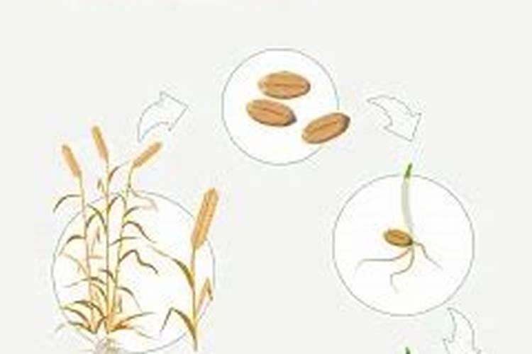 果树补钙的好处是什么？