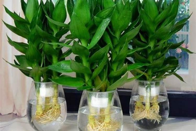 富贵竹竹竿发黄怎么办,3个办法让富贵竹茎秆枝叶常年碧绿