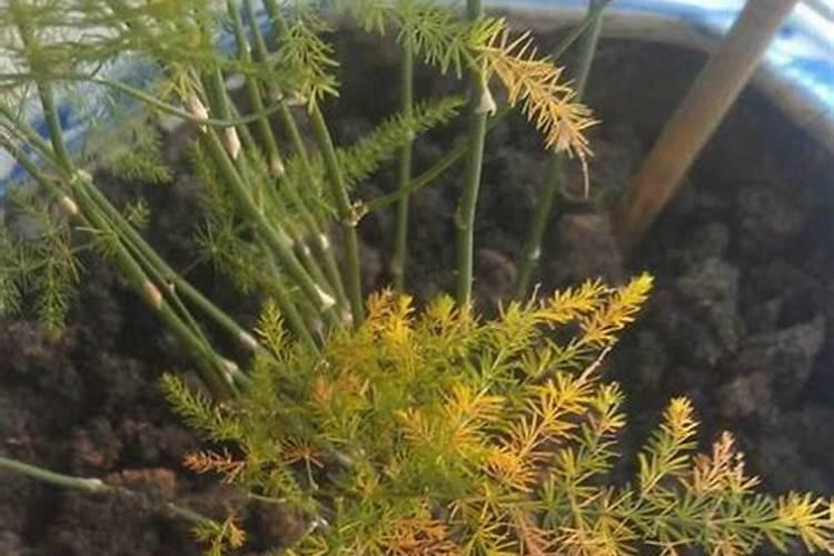 绿竹叶子黄了是什么原因