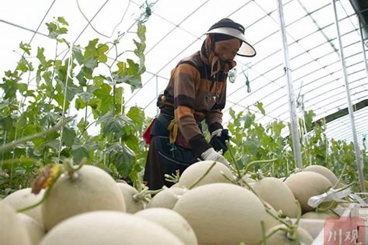 网纹瓜的种植与管理