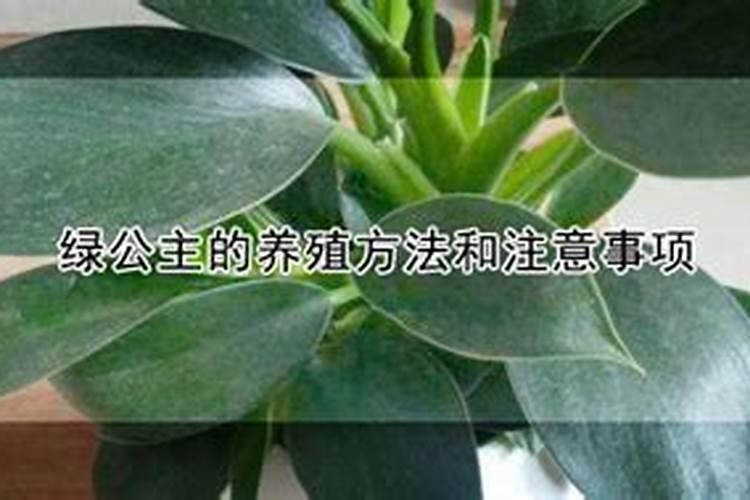 绿公主怎么养才能更旺盛