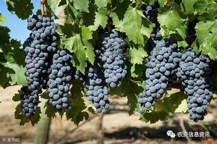 请问老师葡萄怎样施肥