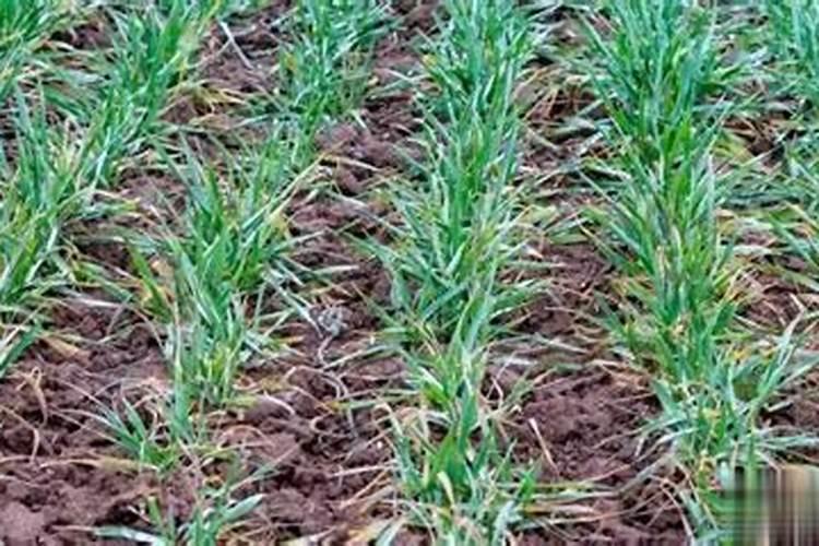 喷施叶面肥需要注意什么？