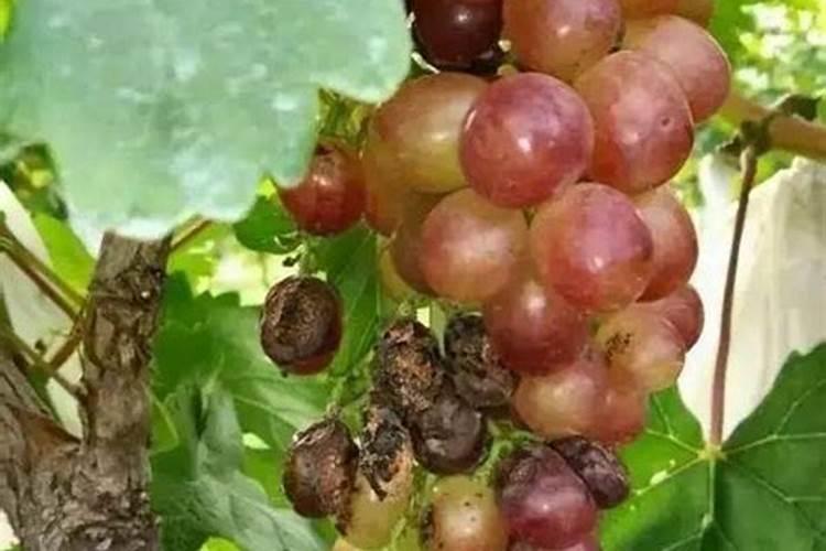 葡萄现在萌芽出来怎么那么黄,请问能用那些措施来晚补