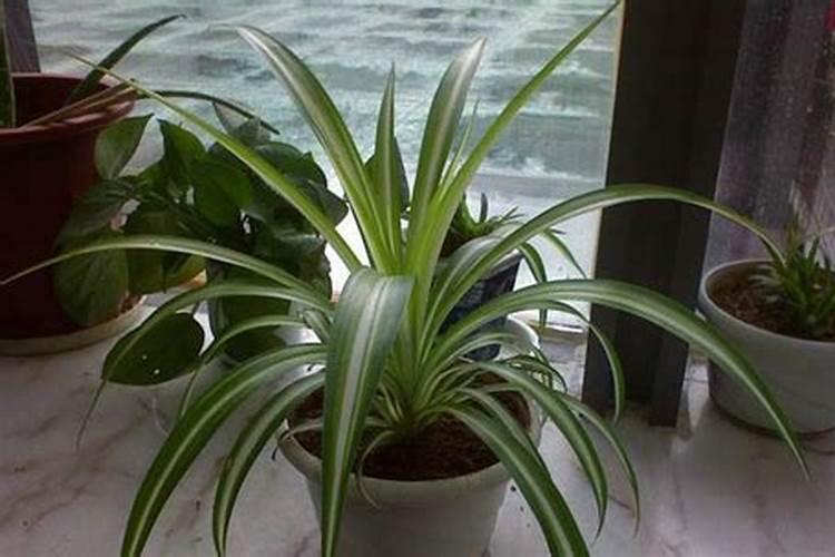 牡丹吊兰施什么肥好