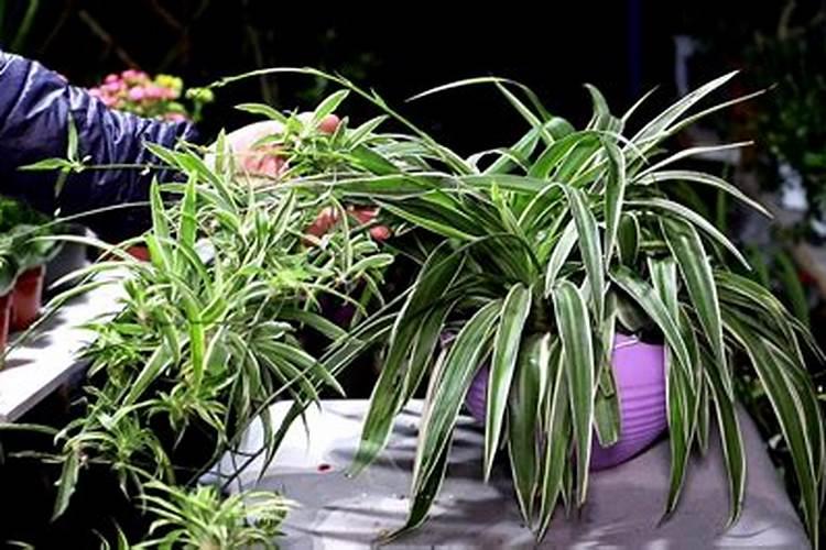 牡丹吊兰施什么肥好