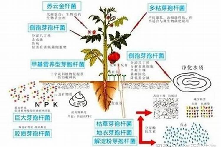 水溶肥十大名牌