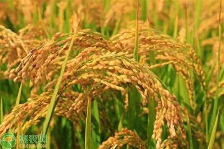 黑黝劲20公斤水溶肥多少钱一吨