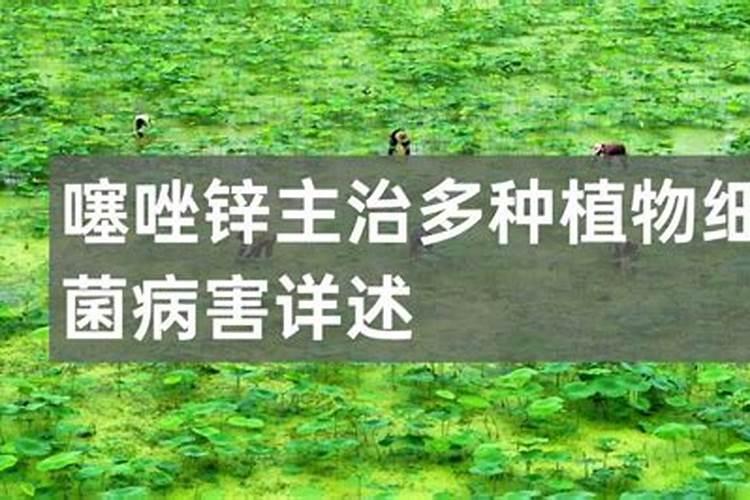 烟草叶尖萎蔫用什么药