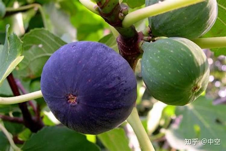 无花果施什么肥好 专家告诉你