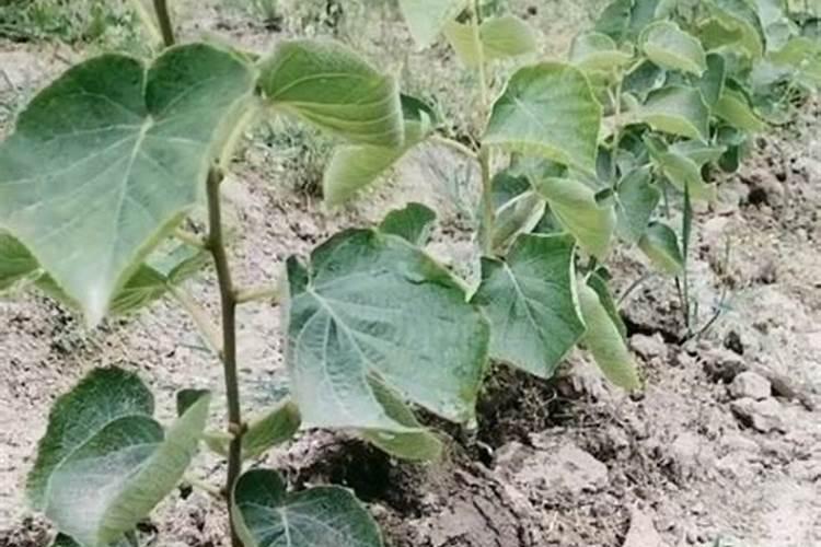 乙唑螨腈可以和吡唑谜菌脂混用吗？