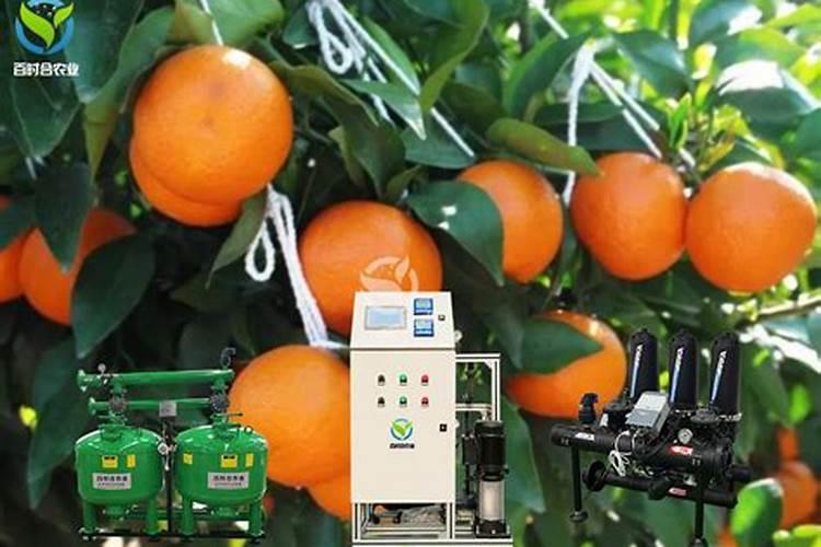 种植沃柑施肥时间和方法