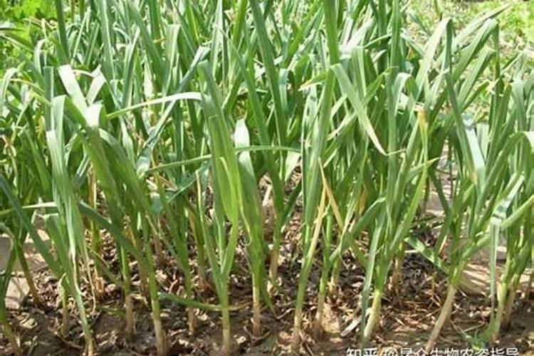 请问,种植大蒜喷什么叶面肥,喷它有哪些好处？