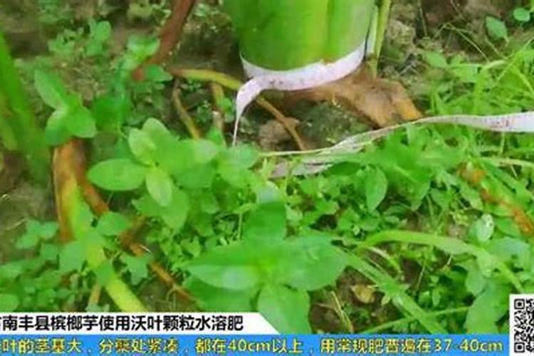 槟榔用什么水肥比较好