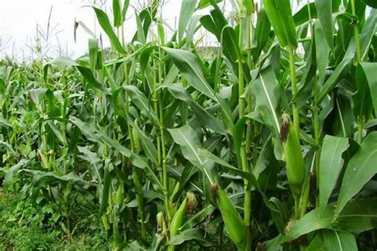 芸苔素能喷玉米吗