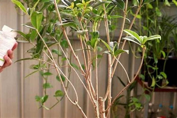 桂花树树叶变黄怎么？