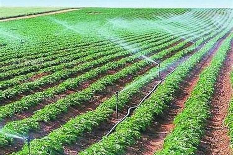 中微量元素水溶肥 一颗成年果树多少克 1克兑水升 灌土