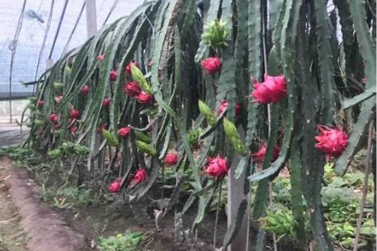 火龙果内变透明,皮很好,还能吃吗？