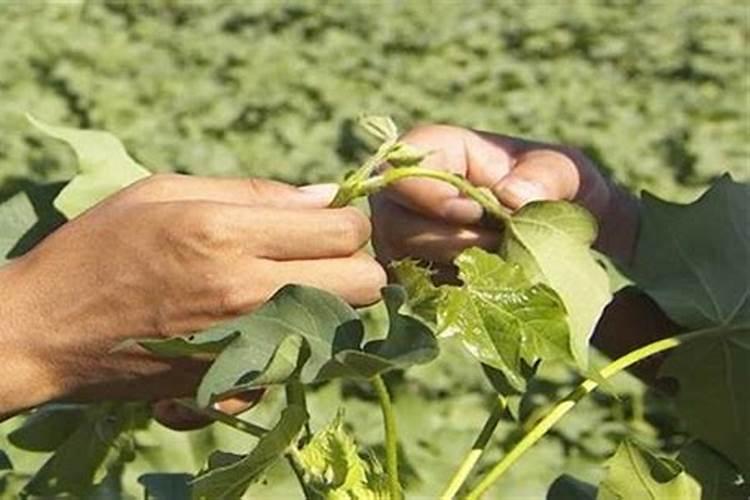 云豆角种植时间和方法,云豆角的栽培要点分享