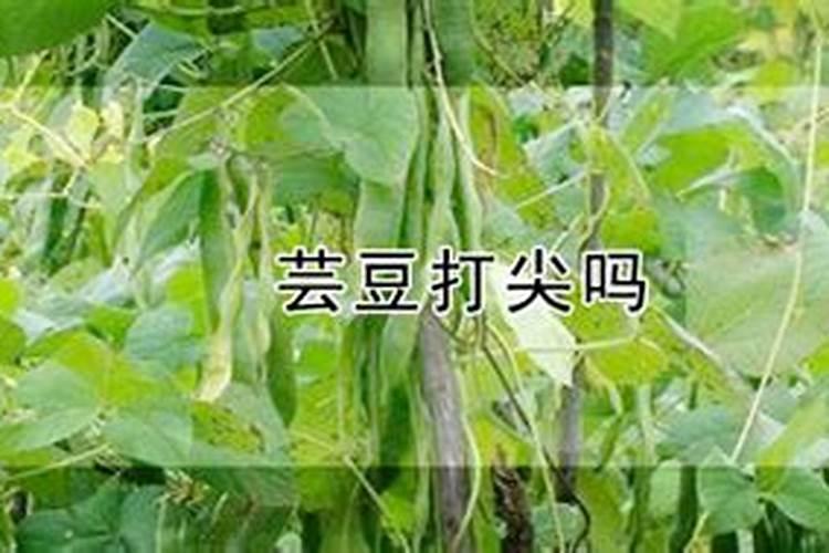 芸豆喜欢什么叶面肥