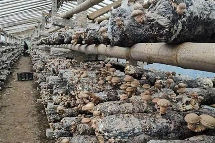 香菇蜜种植信息